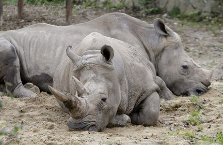 Nosoroci odpoívají ve svém výbhu v zoo ve Dvoe Králové.