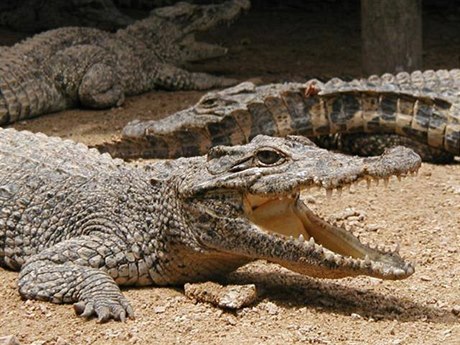 Krokodýl - ilustrační foto.