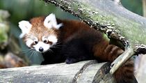 Panda červená dokáže žít ve vysoké nadmořské výšce, až v 3500 metrech nad mořem.