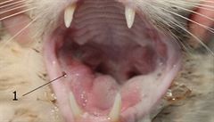 Stomatitida ko�ky, slintání, proliferace (novotvo�ení) m�kkých tkání