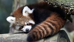 Zlínská zoologická zahrada představila 26. září novinářům dvě mláďata pand...