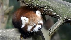 Dospělé pandy tráví spoustu času spánkem v korunách stromů.