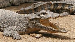 Australského odborníka na krokodýly těžce pokousal obří samec