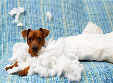 Psi dokáží napáchat i větší škody než je roztrhaný polštář. Může vás to stát...