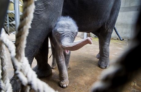 Sln slona indického, které se narodilo v praské zoo samici Tamae