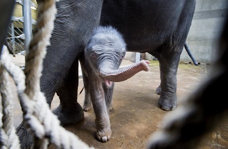 Sln slona indického, které se narodilo v praské zoo samici Tamae