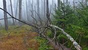 Na ploše více než třetiny horských lesních smrčin na Šumavě podle vědců nikdy v...