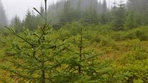 Na ploše více než třetiny horských lesních smrčin na Šumavě podle vědců nikdy v...