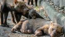 Smečka vzácných psů pralesních v pražské zoologické zahradě se v létě rozrostla...