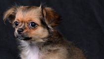 Čivavy patří mezi nejoblíbenější psy, zejména v redakci Lidových novin.