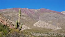 Kaktusy a hory