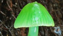 Krásn zelená houba *Gliophorus viridis*, která roste na Novém Zélandu
