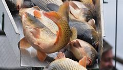 Rybái zahájili tídenní výlov nejvtího eského rybníku Romberk u Tebon na...