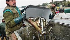 Rybáství Tebo je nejvtí producent sladkovodních ryb v Evrop.