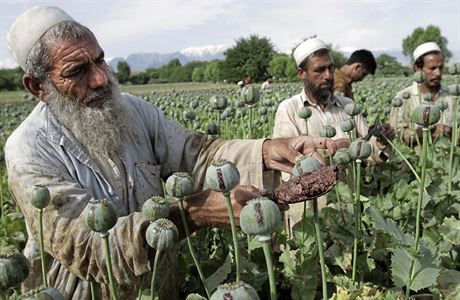 Afghánci získávají z makovic surovinu potebnou k výrob opia.