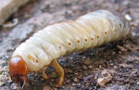 Larva (ilustraní foto)