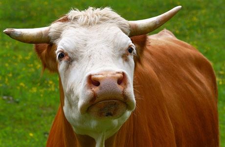 Italský zázrak: dotace šly i na 83letou krávu | Byznys | Lidovky.cz