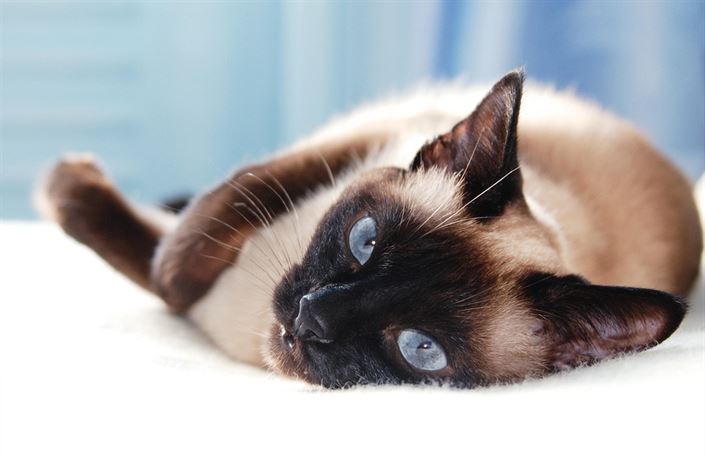 Sterilizované kočky netrpí na nádory a žijí déle, zjistila francouzská  studie | Domácí mazlíčci | Lidovky.cz