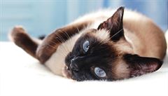 Sterilizované kočky netrpí na nádory a žijí déle, zjistila francouzská studie