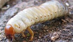 Muší larvy by mohly pomoci s bakteriální rezistencí, tvrdí vědci
