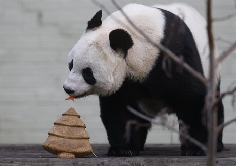 Panda velká (ilustraní foto)