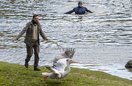 Pracovníci zoologické zahrady ve Dvoe Králové odchytávali pelikány.