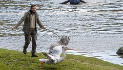 Odchyt pelikánů není legrace, vyzkoušeli si ošetřovatelé v Zoo Dvůr Králové