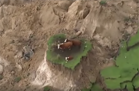 Krávy uvznné na ostrvku zem pi novozélandském zemtesení.