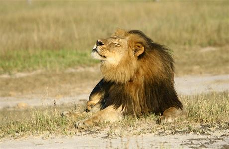 Cecil, nejslavnjí lev Afriky.