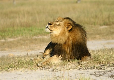 Cecil, nejslavnější lev Afriky.
