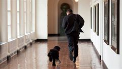 Prezident utíká s novým prezidentským psem Bo. Dostali jej prezidentovy dcery...