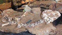 Zachovaná fosílie dinosaura nalezená v ín