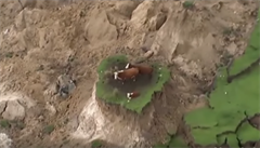 Krávy uvězněné na ostrůvku země při novozélandském zemětřesení.