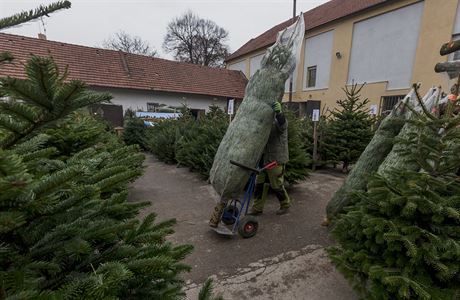 Vánoní stromek by ml být kupován zásadn u venkovních prodejc, kde nehrozí,...
