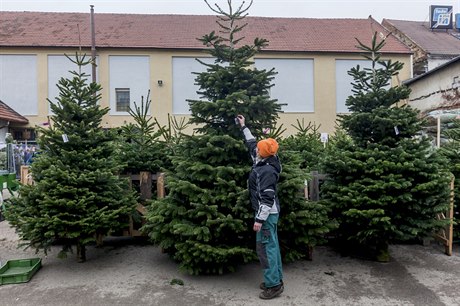 Nejprodávanějšími druhy stromů v Čechách zůstávají jedle kavkazská nebo různé...