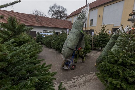 Vánoční stromek by měl být kupován zásadně u venkovních prodejců, kde nehrozí,...