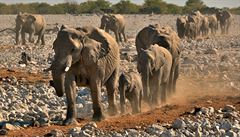 Safari v Namibii