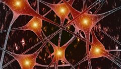 Za Alzheimerovu chorobu me pokles tvorby novch neuron v mozku, zjistili vdci