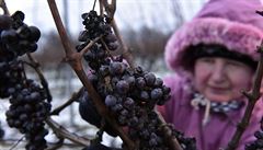 Ledového vína bude z letošní sklizně patrně méně než v minulých letech