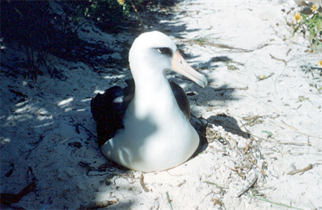 Albatros laysanský (ilustraní foto).