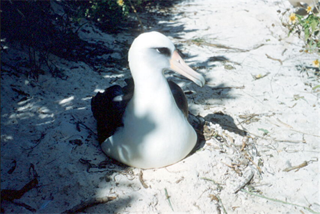 Albatros laysanský (ilustraní foto).