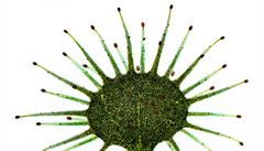 Drosera peltata je zástupce australských rosnatek, má títovité listy a na nich...