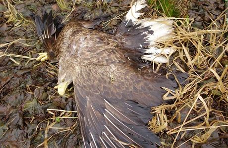 Kriminální policie eí nález dvou mrtvých orl moských a liky na Tachovsku.