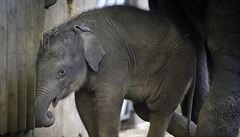 Nejmladší sloní sameček dostal při křtu v zoo jméno Rudi
