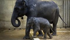 Nejmladí sloní sameek, který se v praské zoologické zahrad narodil zaátkem...