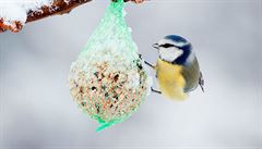 V mrazu oprate krmtka a pikrmujte ptky, vyzvaj ornitologov 