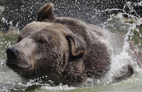 Syrský hndý medvd se chladí v rybníce v Otisville.