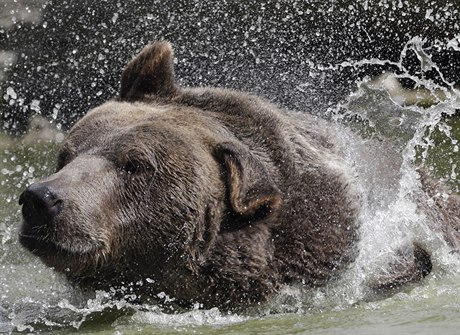 Syrský hndý medvd se chladí v rybníce v Otisville.