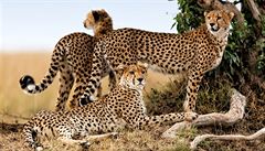Gepardům hrozí vyhynutí. Podle studie jich zbývá na sedm tisíc