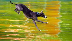 Pes bhem soute Flying Dogs.